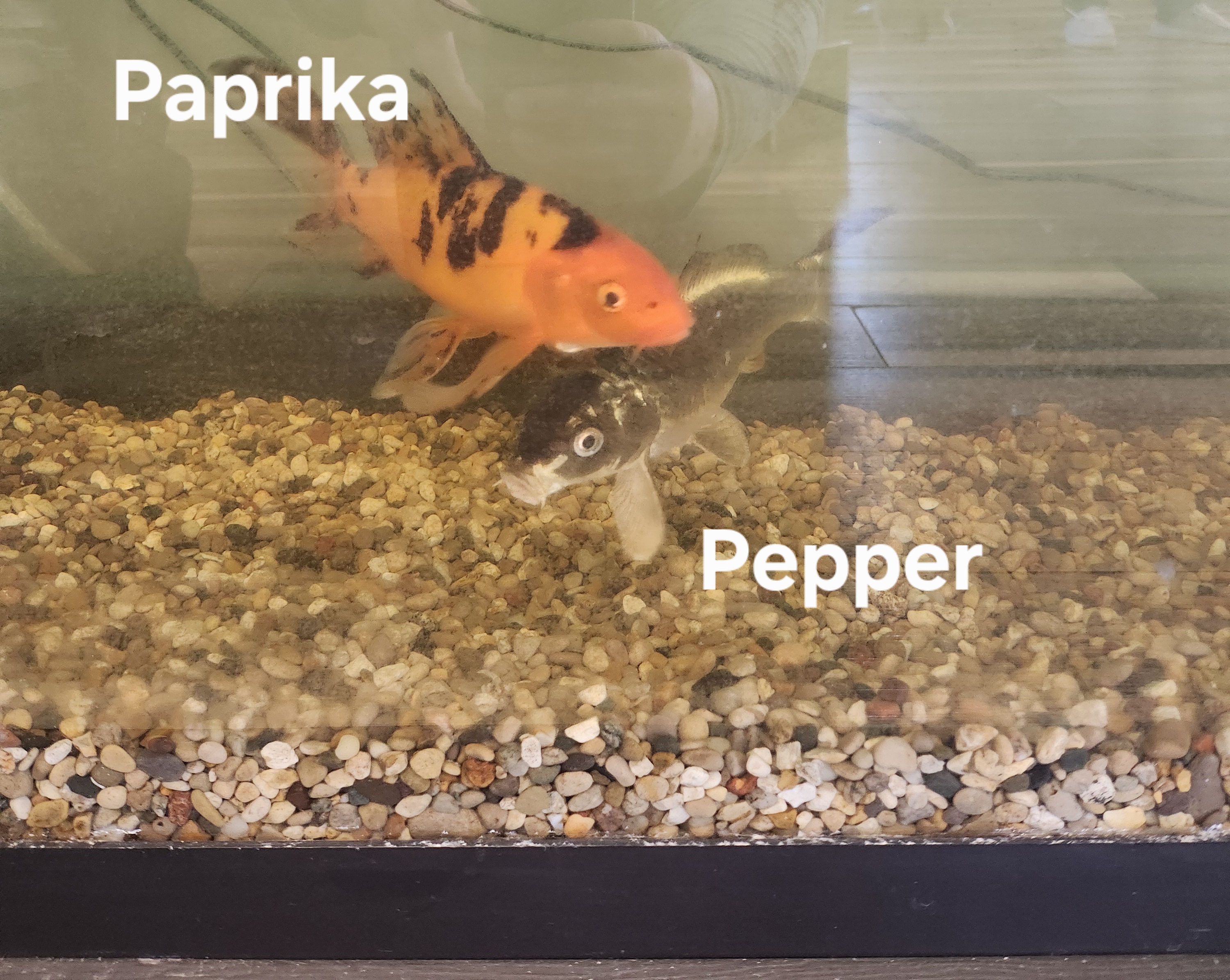 Three Pepper Fish Waterloo, Iowa & Cedar Falls, Iowa Veterinary Clinic Veterinarians